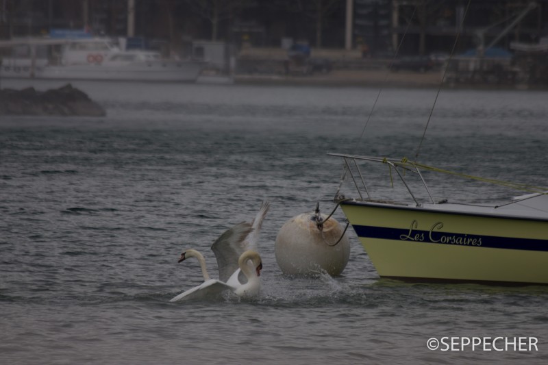 cygnes lac Léman